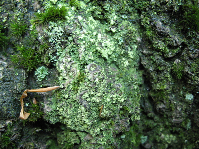 Una Riserva forestiera pi� settentrionale